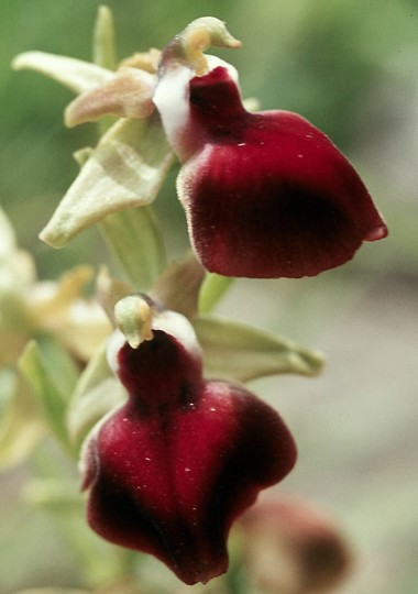 Ophrys helenae