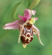 Ophrys oestrifera