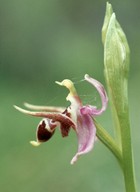 Ophrys oestrifera