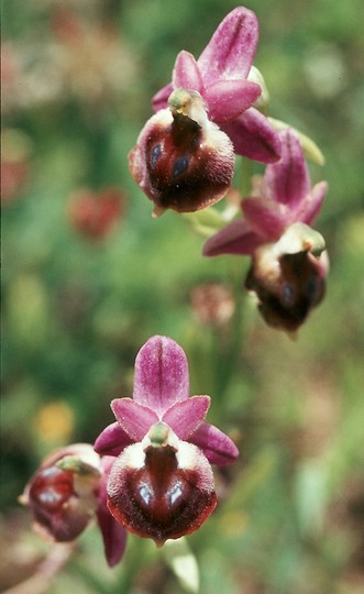 Ophrys argolica