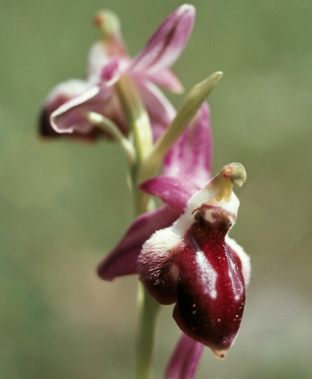 Ophrys argolica