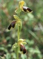 Ophrys fusca