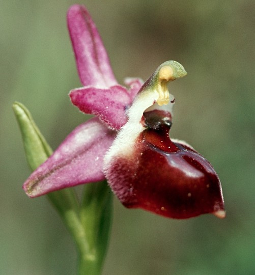 Ophrys argolica