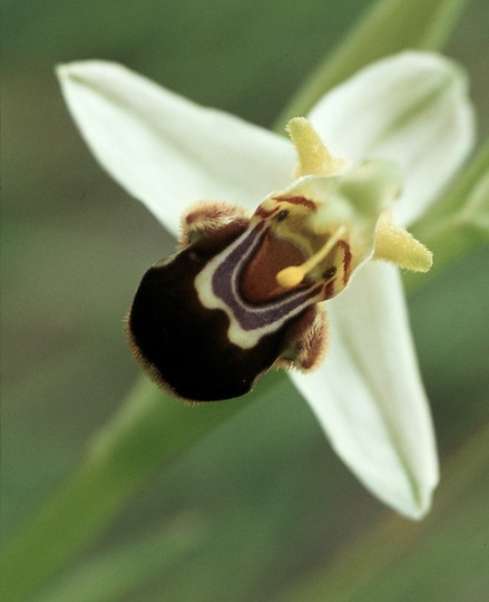 Ophrys apifera