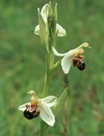 Ophrys apifera