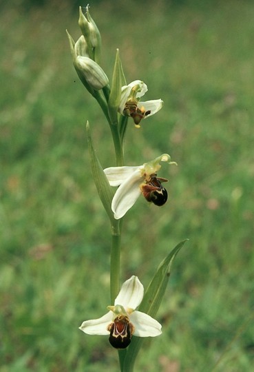 Ophrys apifera