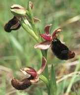 Ophrys bertolonii