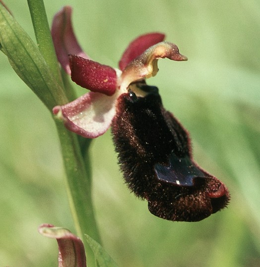 Ophrys bertolonii