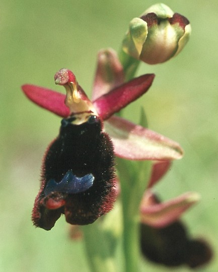 Ophrys bertolonii
