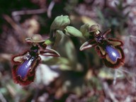 Ophrys speculum