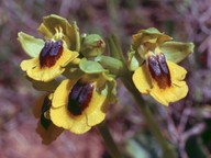 Ophrys lutea