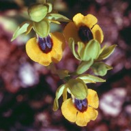 Ophrys lutea