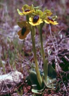 Ophrys lutea