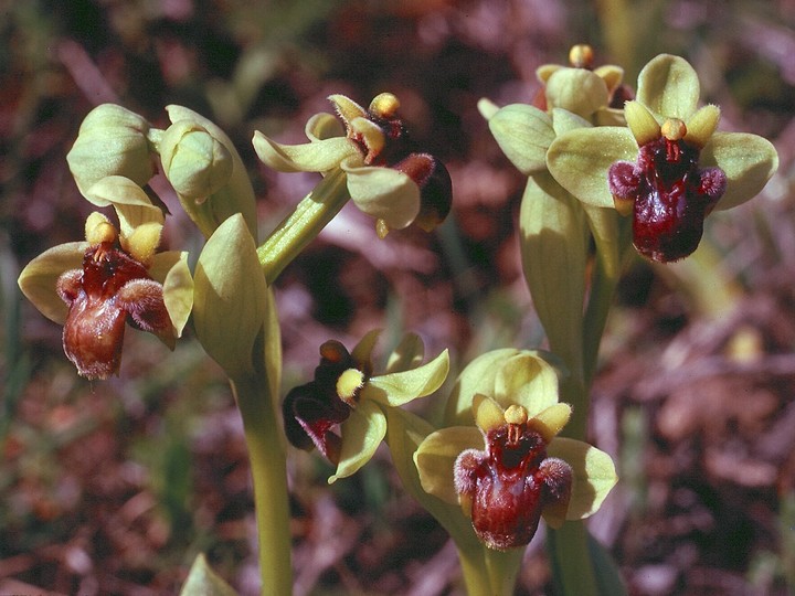 Ophrys bombyliflora