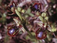 Ophrys speculum