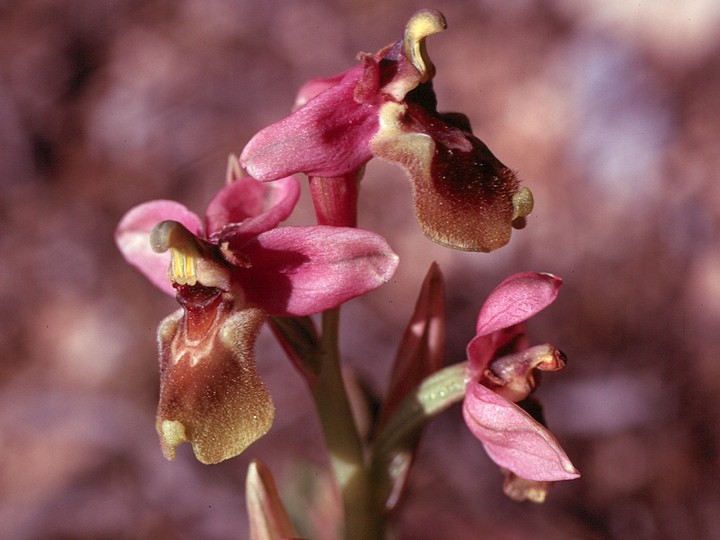 Ophrys tenthredinifera