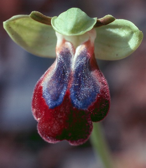 Ophrys iricolor