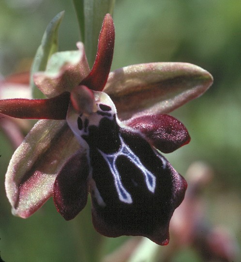 Ophrys cretica