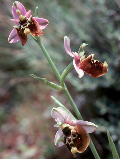 Ophrys episcopalis