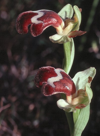 Ophrys omegaifera