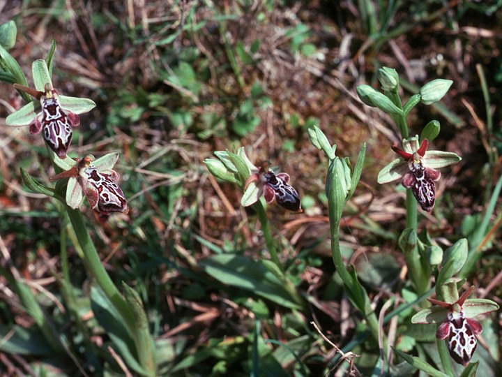 Ophrys cretica