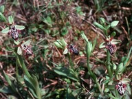 Ophrys cretica