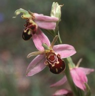 Ophrys apifera?