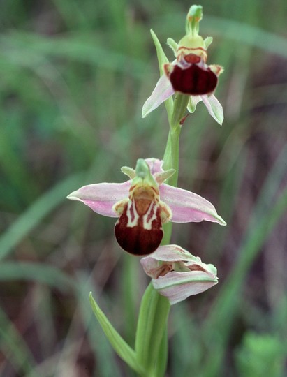 Ophrys apifera