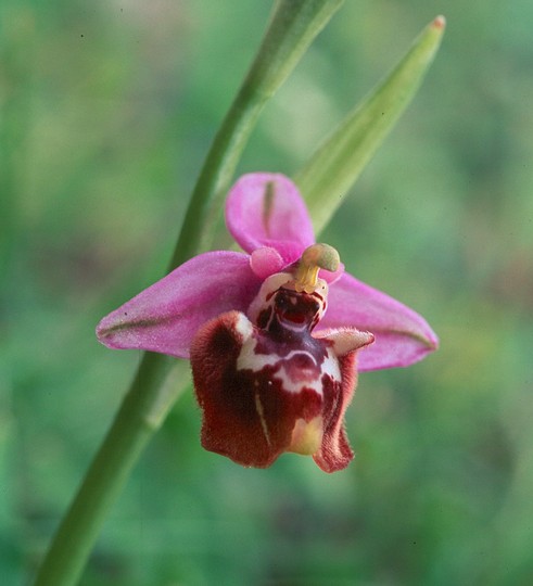 Ophrys episcopalis