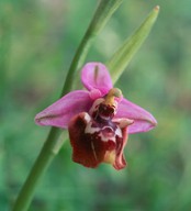 Ophrys episcopalis