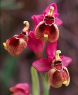 Ophrys tenthredinifera