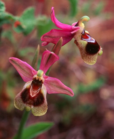 Ophrys tenthredinifera