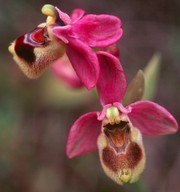 Ophrys tenthredinifera