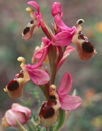 Ophrys tenthredinifera