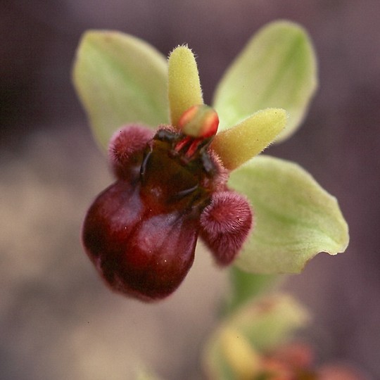 Ophrys bombyliflora