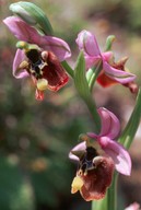 Ophrys episcopalis