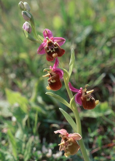 Ophrys episcopalis