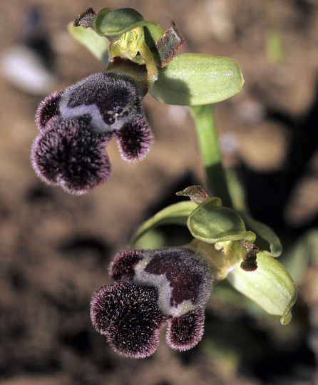 Ophrys fleischmannii