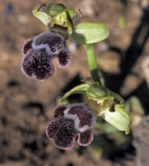 Ophrys fleischmannii