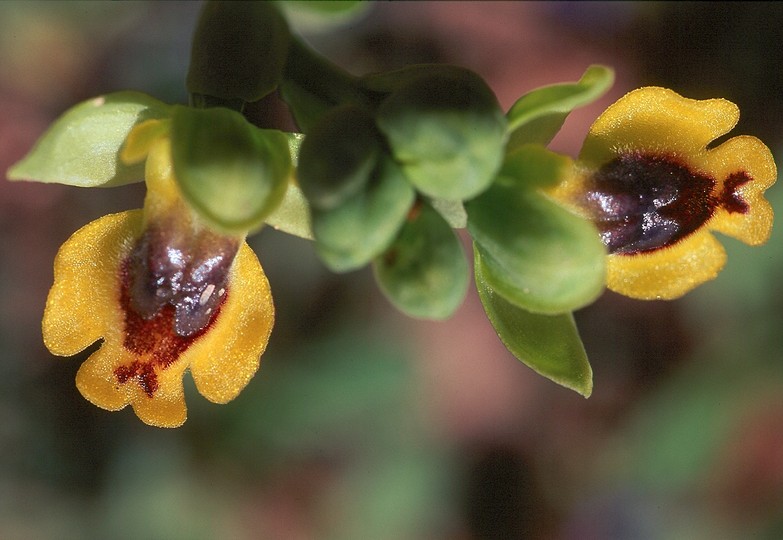 Ophrys galilaea