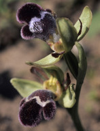 Ophrys fleischmannii