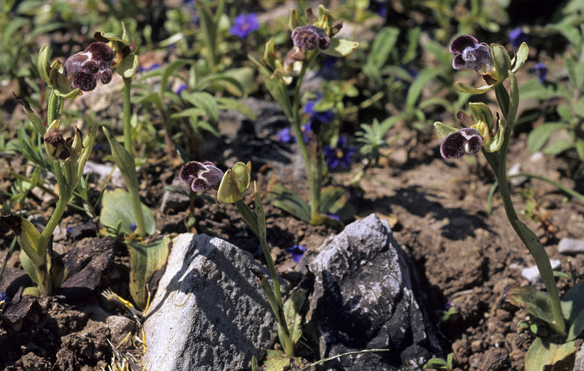 Ophrys fleischmannii