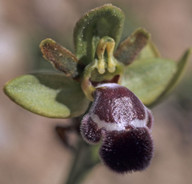 Ophrys fleischmannii