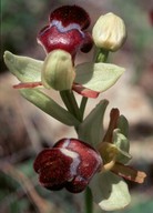 Ophrys omegaifera