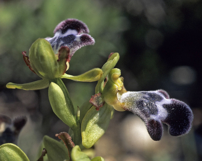 Ophrys fleischmannii