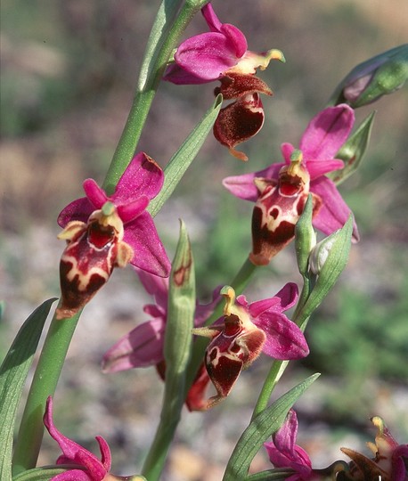 Ophrys heldreichii