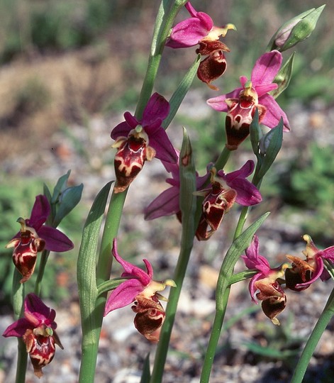 Ophrys heldreichii