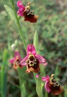 Ophrys episcopalis