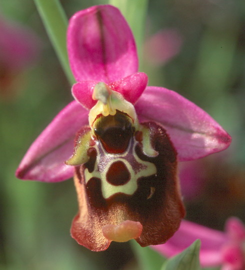 Ophrys episcopalis