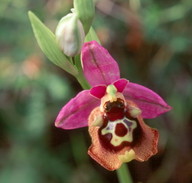 Ophrys episcopalis